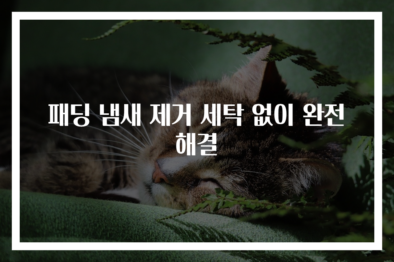 패딩 냄새 제거 세탁 없이 완전 해결