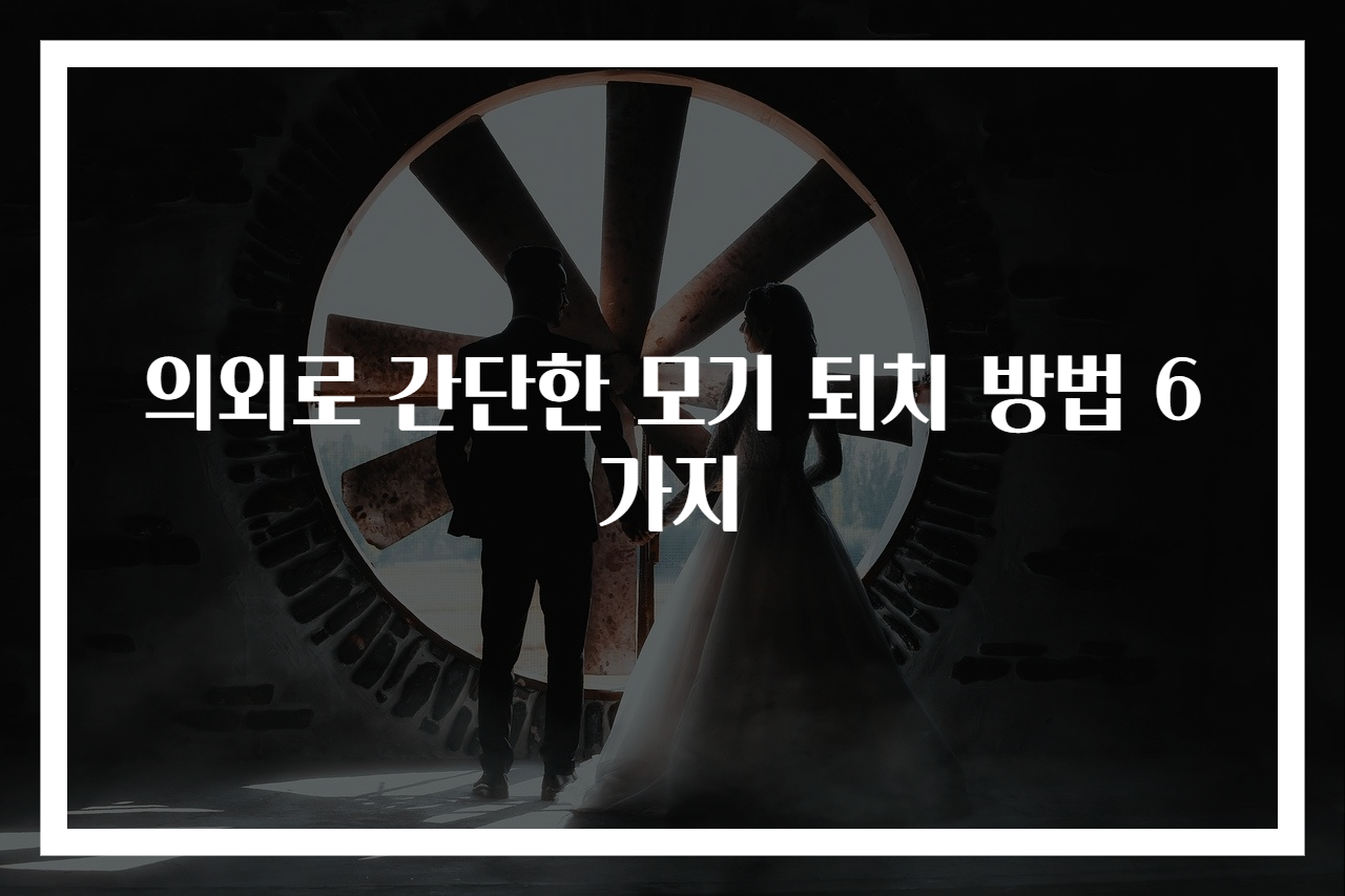 의외로 간단한 모기 퇴치 방법 6가지