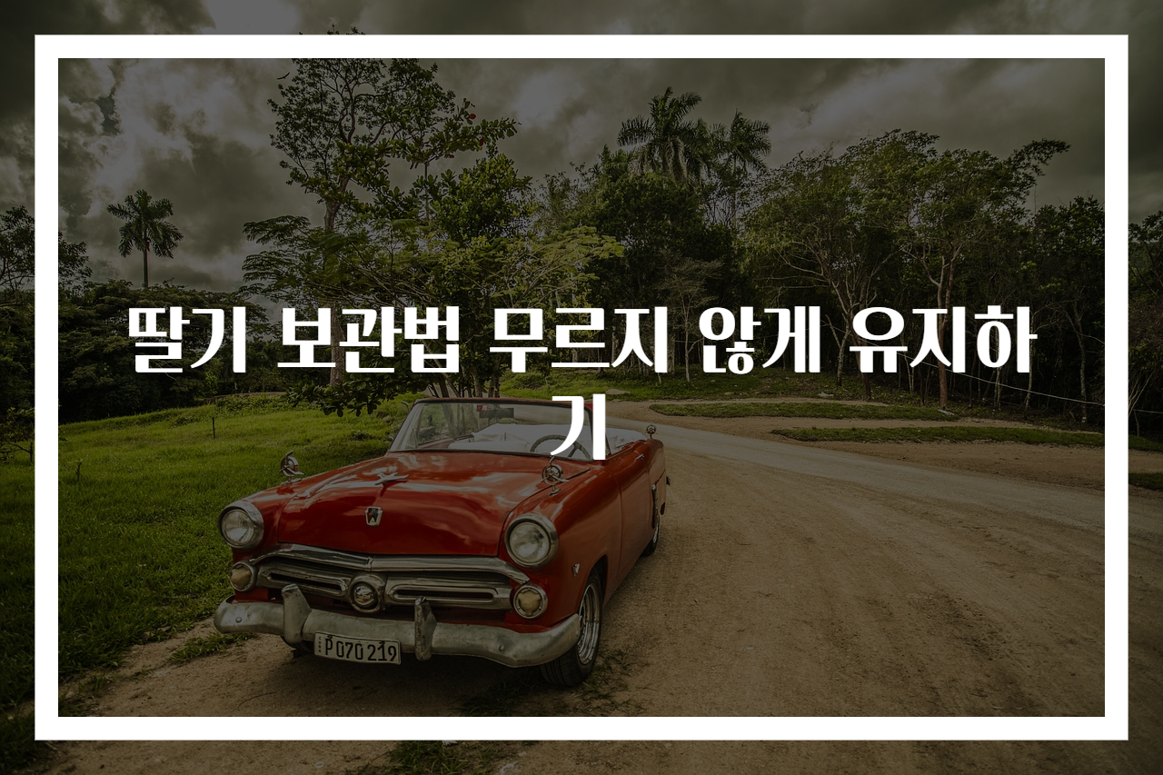 딸기 보관법 무르지 않게 유지하기