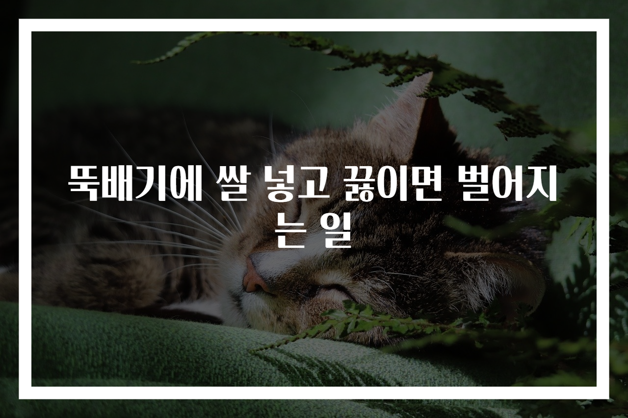 뚝배기에 쌀 넣고 끓이면 벌어지는 일