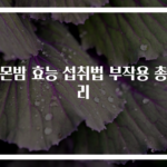 레몬밤 효능 섭취법 부작용 총정리