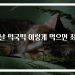 설날 떡국떡 이렇게 먹으면 최고