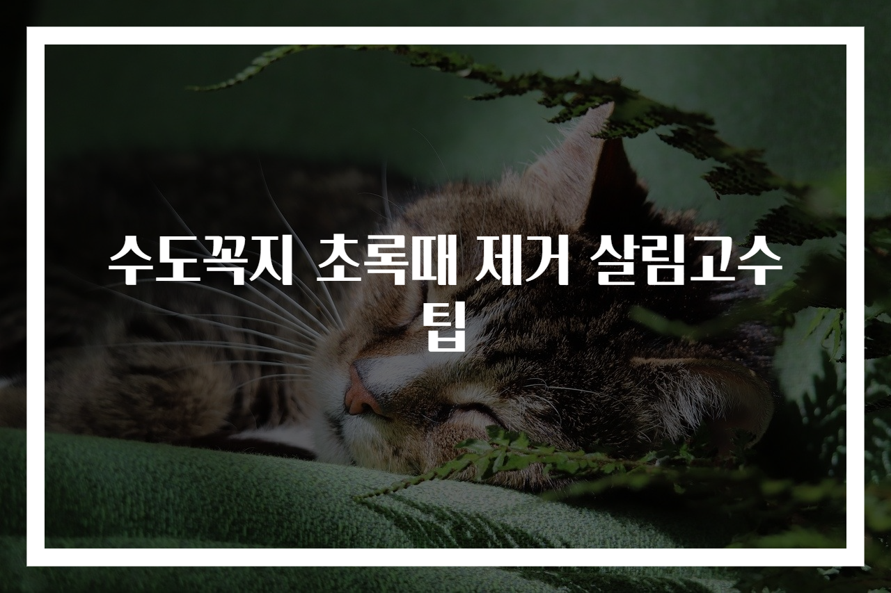 수도꼭지 초록때 제거 살림고수 팁