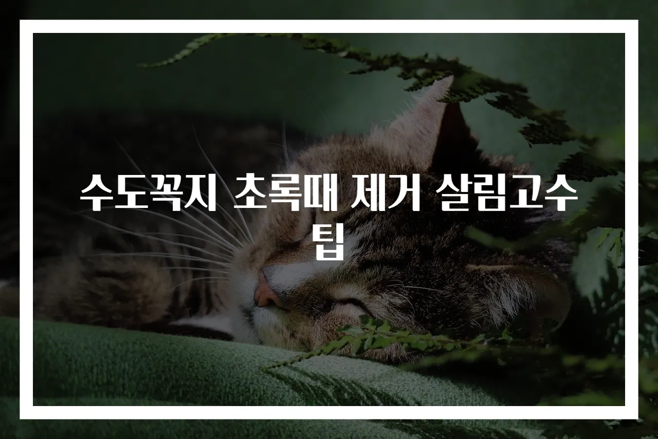 수도꼭지 초록때 제거 살림고수 팁