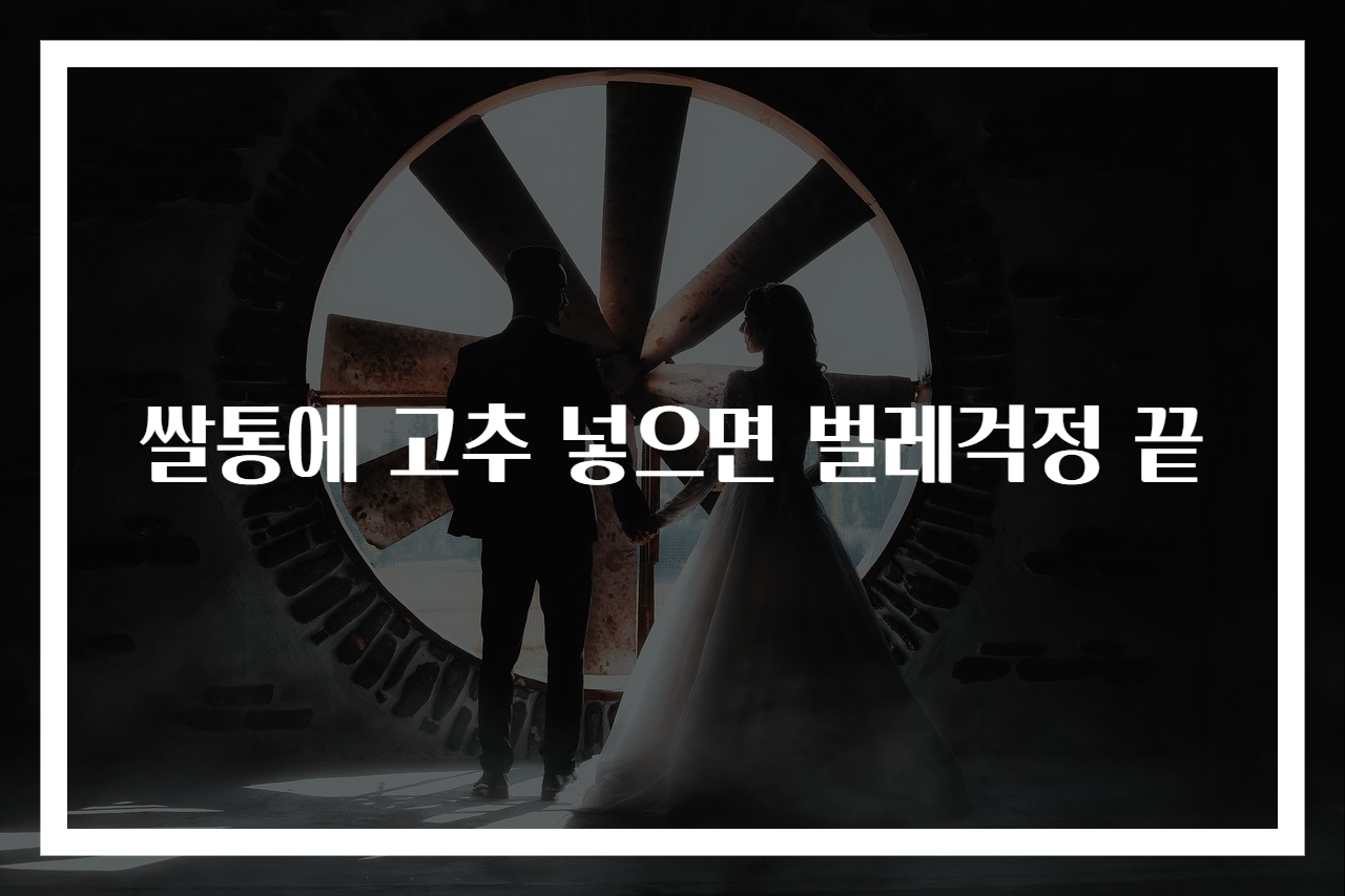 쌀통에 고추 넣으면 벌레걱정 끝
