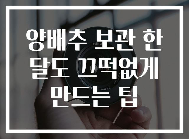 양배추 보관 한달도 끄떡없게 만드는 팁