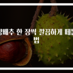 양배추 한 장씩 깔끔하게 떼는 법