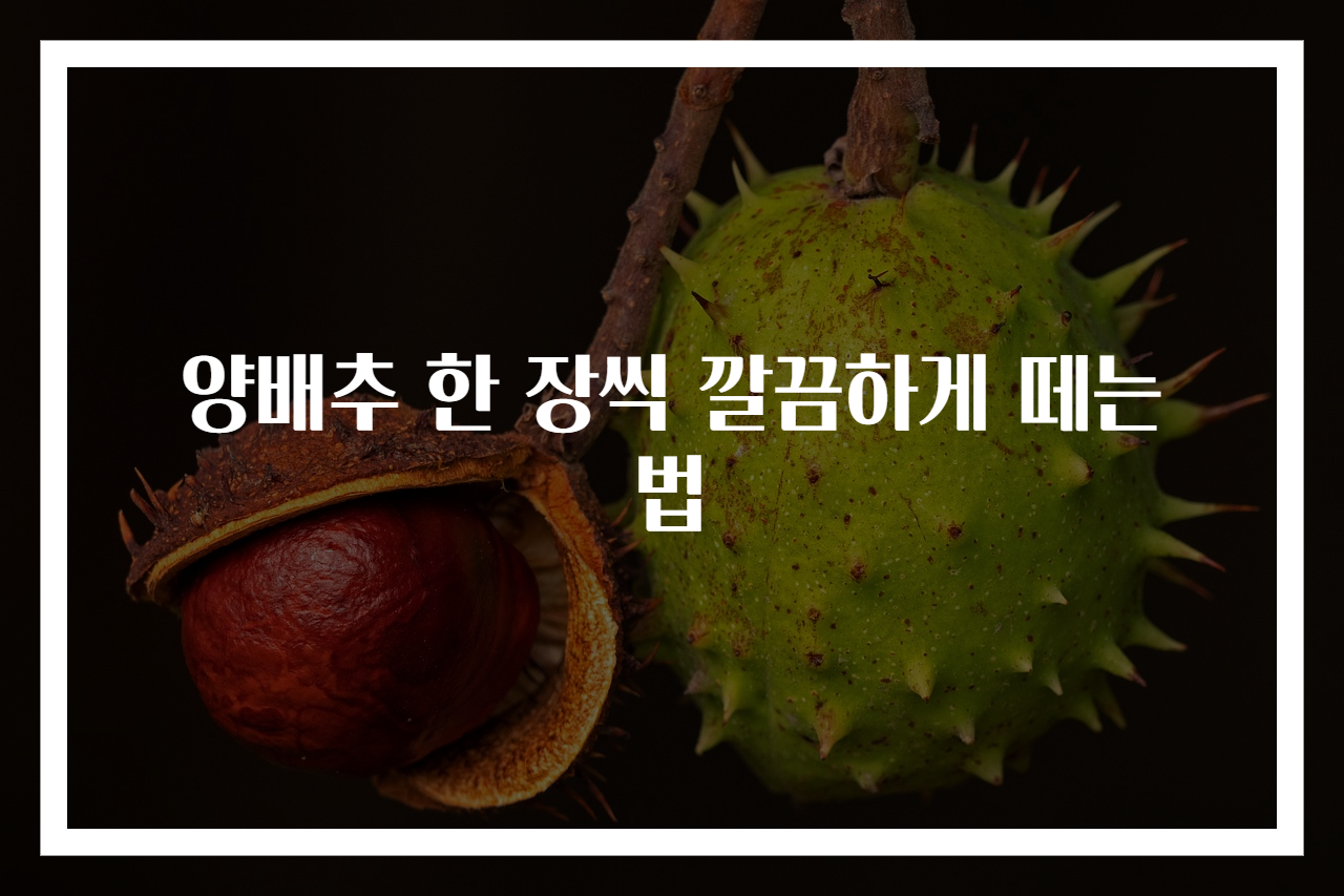 양배추 한 장씩 깔끔하게 떼는 법