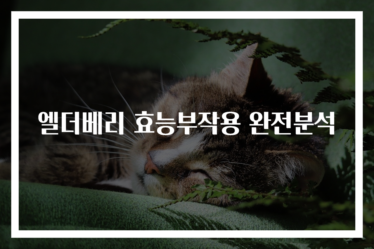 엘더베리 효능부작용 완전분석