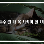옥수수 찔 때 꼭 지켜야 할 1가지
