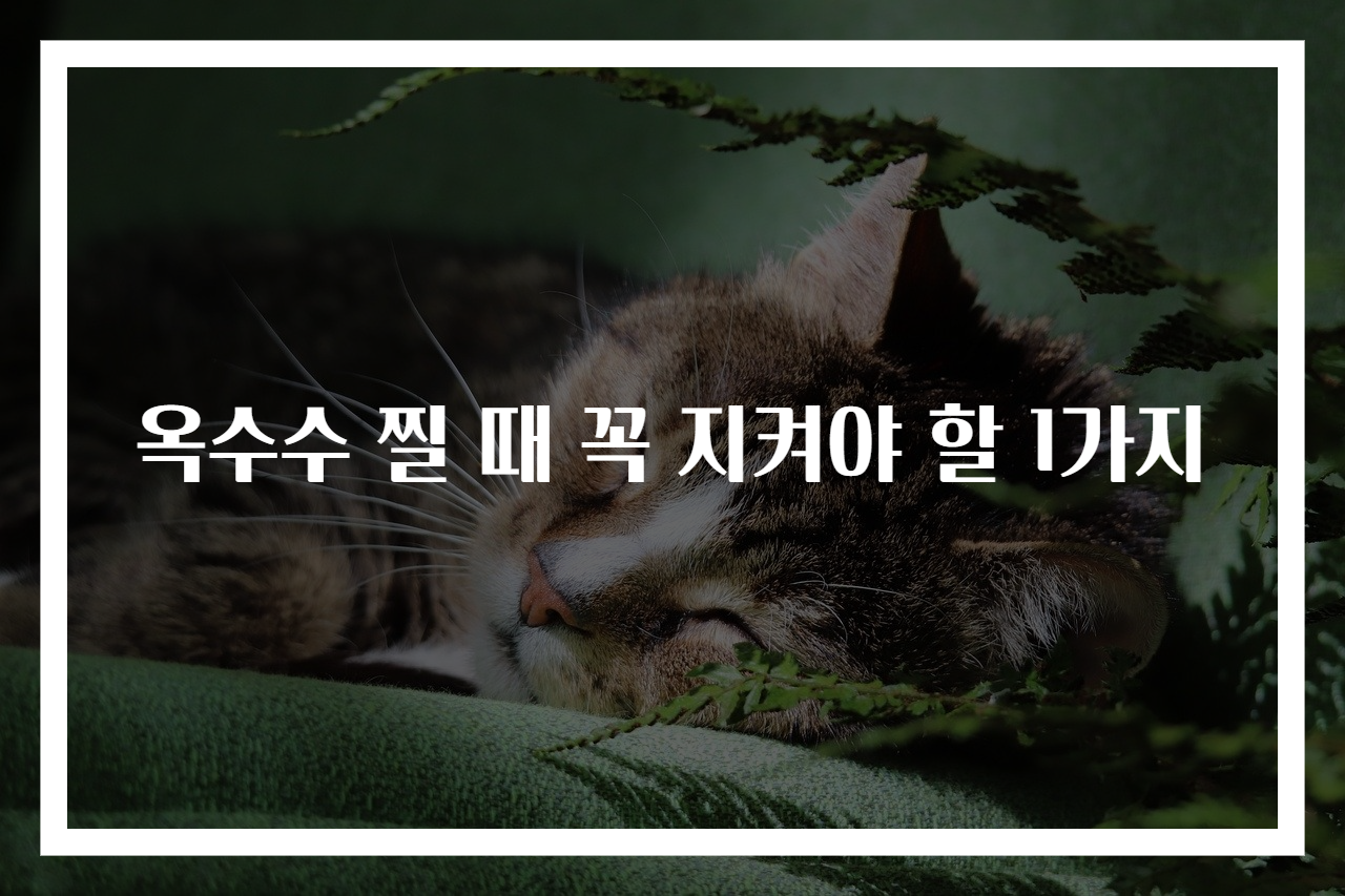 옥수수 찔 때 꼭 지켜야 할 1가지