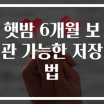 햇밤 6개월 보관 가능한 저장법