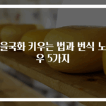 가을국화 키우는 법과 번식 노하우 5가지