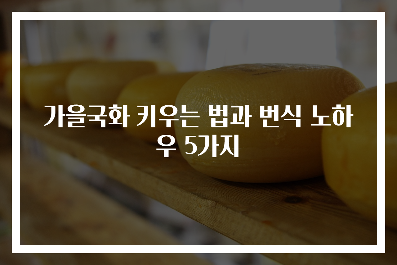 가을국화 키우는 법과 번식 노하우 5가지