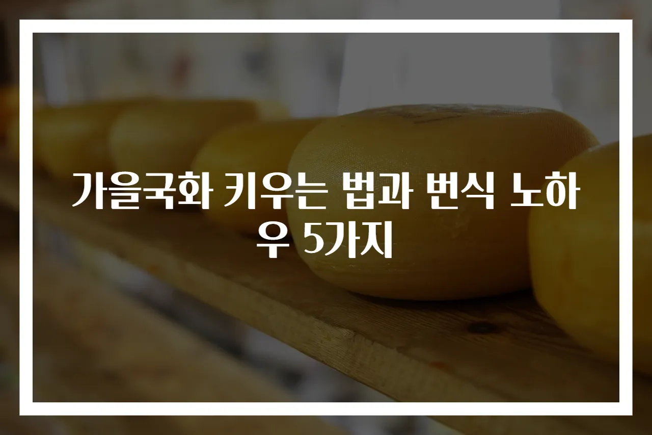 가을국화 키우는 법과 번식 노하우 5가지