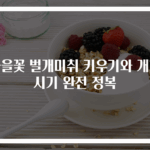 가을꽃 벌개미취 키우기와 개화시기 완전 정복