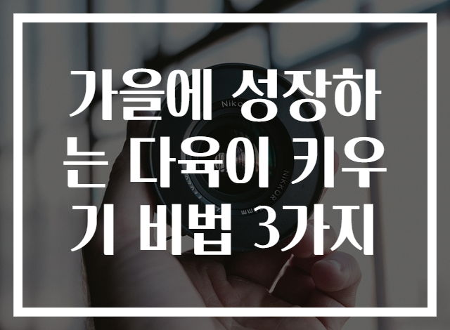 가을에 성장하는 다육이 키우기 비법 3가지