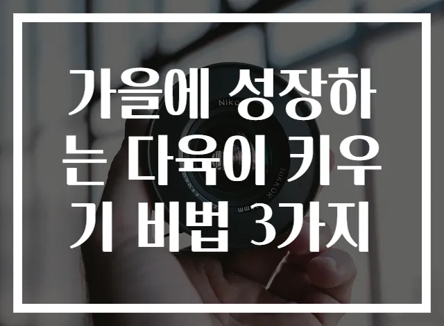 가을에 성장하는 다육이 키우기 비법 3가지