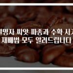 결명자 씨앗 파종과 수확 시기 재배법 모두 알려드립니다