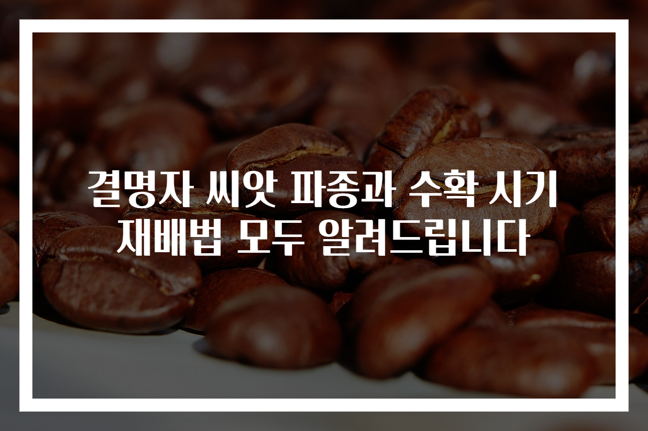 결명자 씨앗 파종과 수확 시기 재배법 모두 알려드립니다