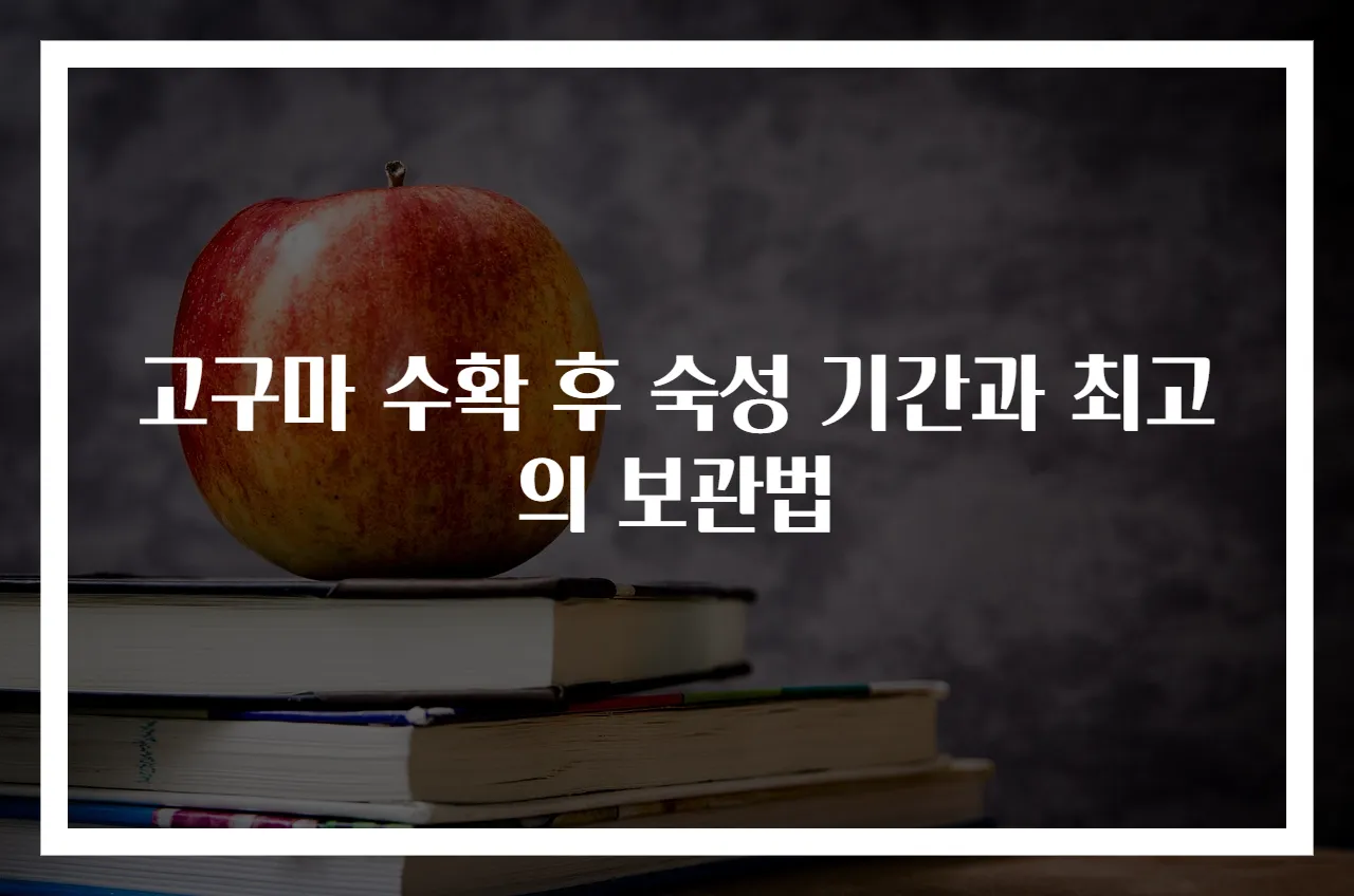 고구마 수확 후 숙성 기간과 최고의 보관법