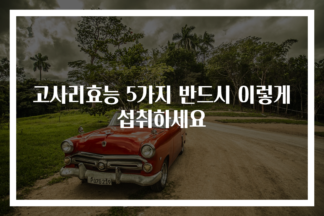 고사리효능 5가지 반드시 이렇게 섭취하세요