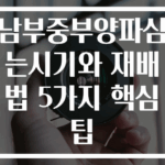 남부중부양파심는시기와 재배법 5가지 핵심팁