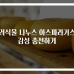 반려식물 나누스 아스파라거스로 감성 충전하기