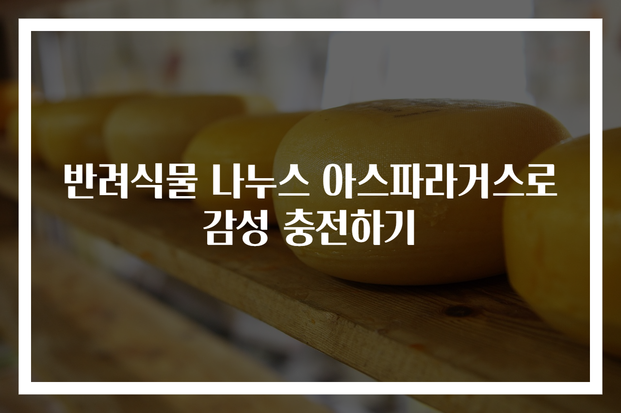 반려식물 나누스 아스파라거스로 감성 충전하기