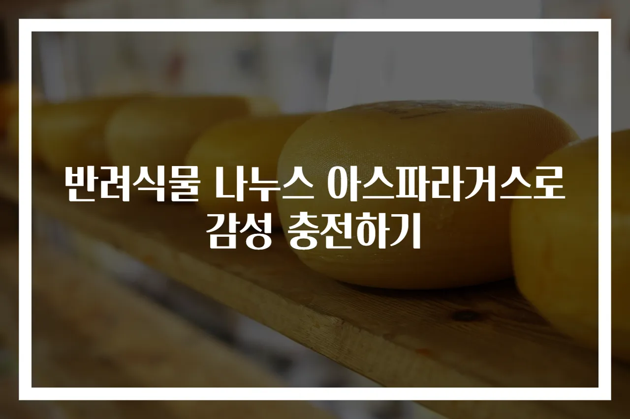 반려식물 나누스 아스파라거스로 감성 충전하기
