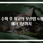 밤 수확 후 최고의 보관법 6개월에서 1년까지