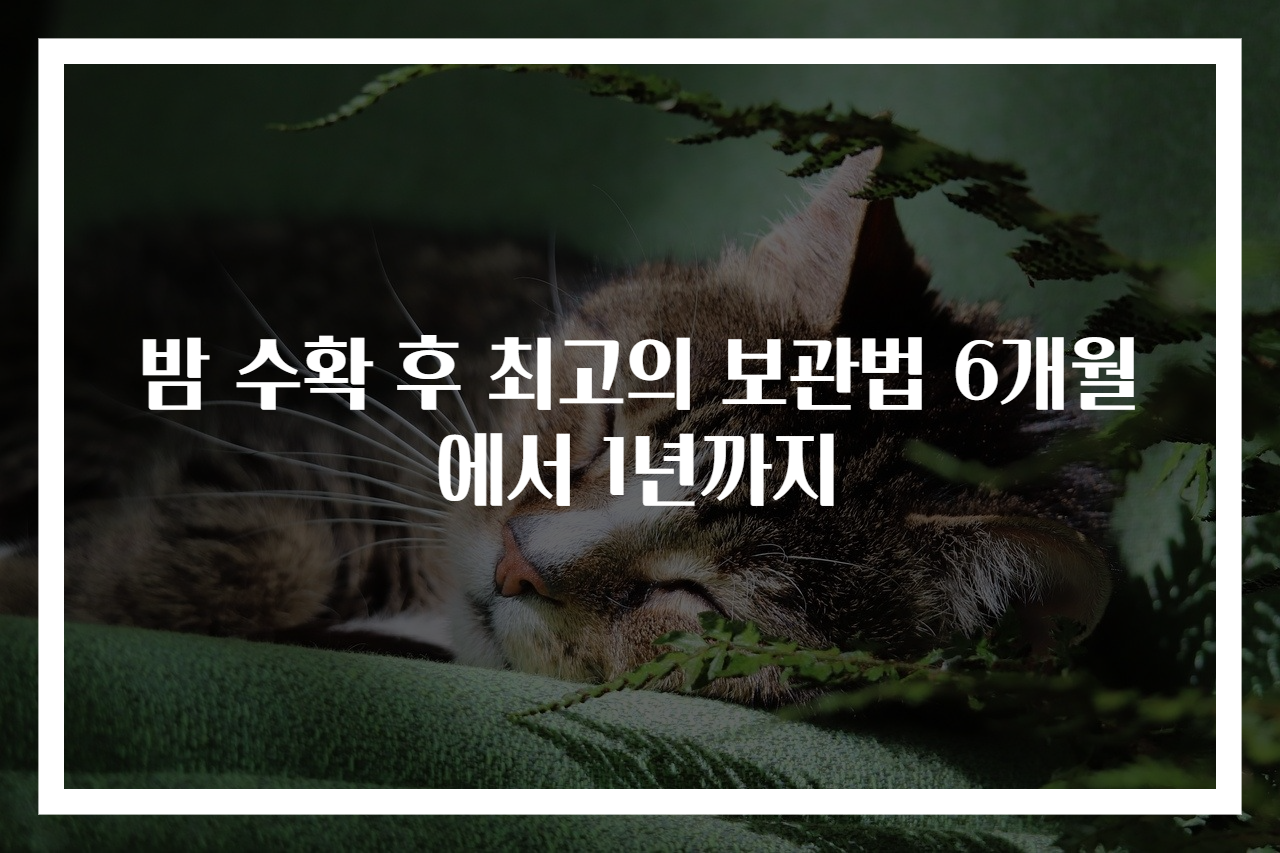 밤 수확 후 최고의 보관법 6개월에서 1년까지