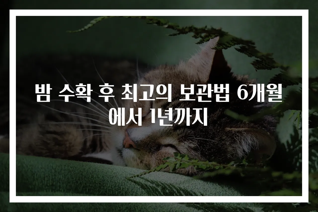 밤 수확 후 최고의 보관법 6개월에서 1년까지