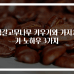뱅갈고무나무 키우기와 가지치기 노하우 3가지