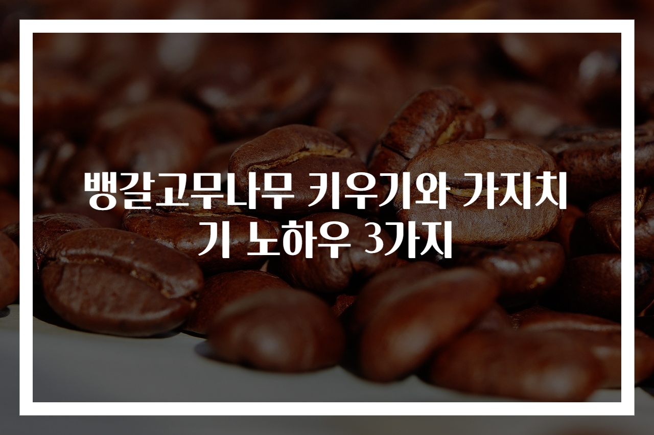 뱅갈고무나무 키우기와 가지치기 노하우 3가지