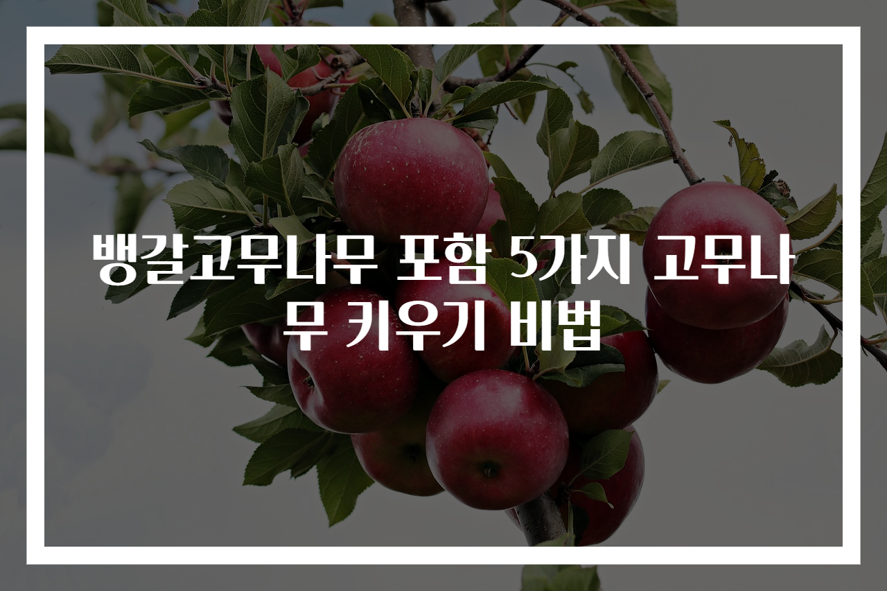 뱅갈고무나무 포함 5가지 고무나무 키우기 비법