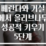 베란다와 거실에서 올리브나무 성공적 키우기 5단계