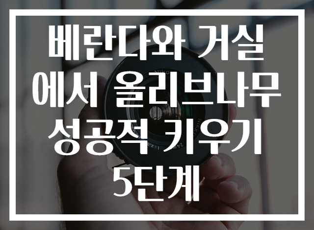 베란다와 거실에서 올리브나무 성공적 키우기 5단계