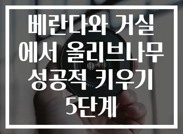 베란다와 거실에서 올리브나무 성공적 키우기 5단계