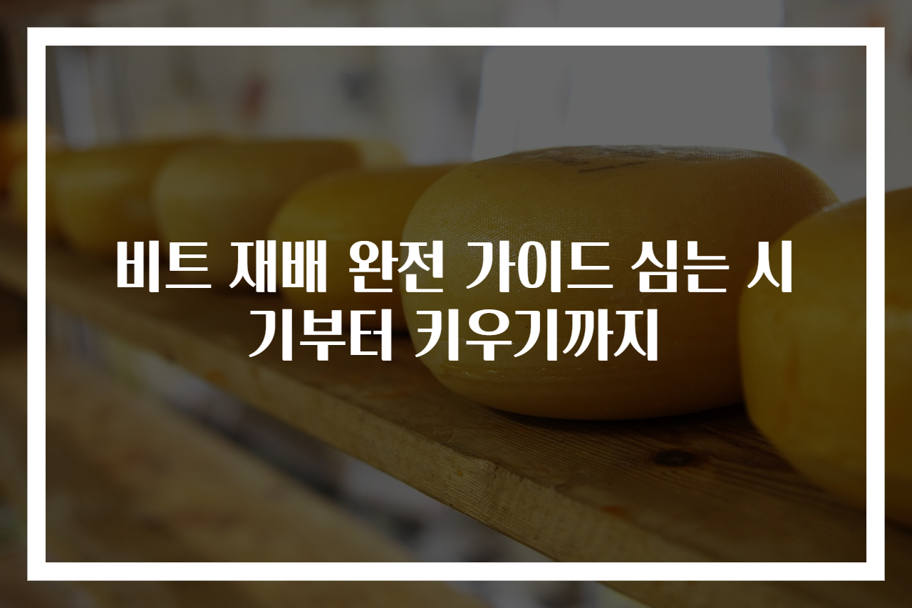비트 재배 완전 가이드 심는 시기부터 키우기까지