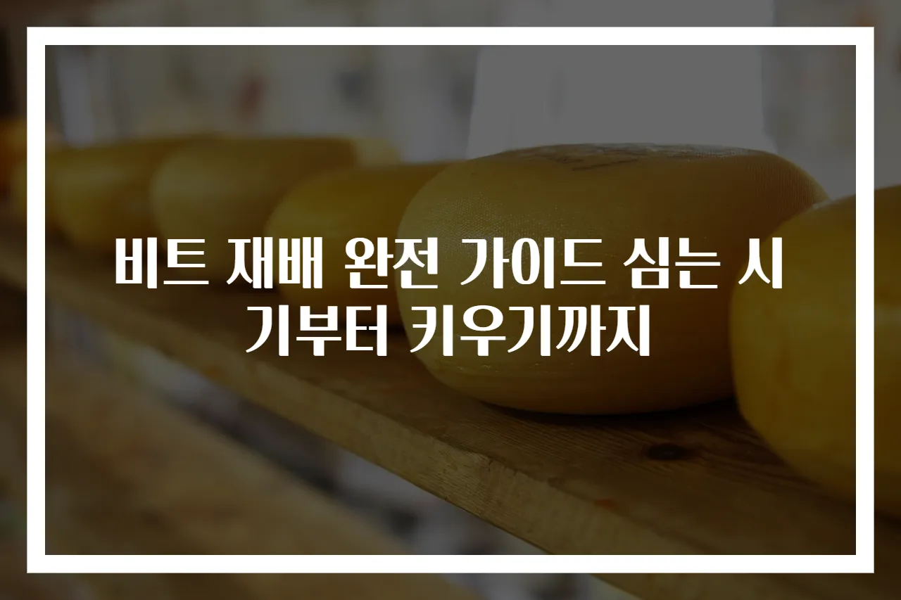 비트 재배 완전 가이드 심는 시기부터 키우기까지