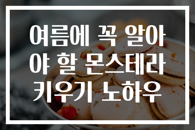 여름에 꼭 알아야 할 몬스테라 키우기 노하우