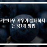 올리브나무 키우기 실패하지 않는 3단계 방법