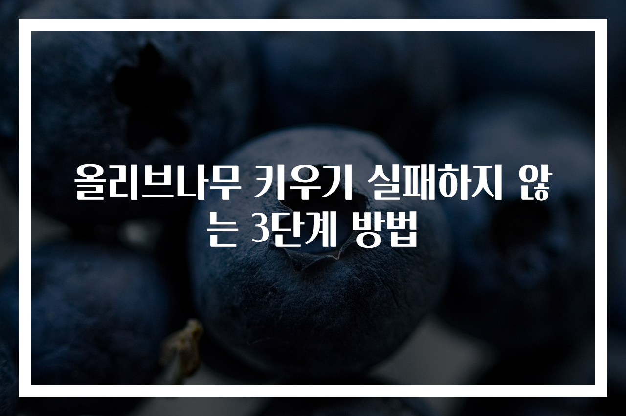 올리브나무 키우기 실패하지 않는 3단계 방법