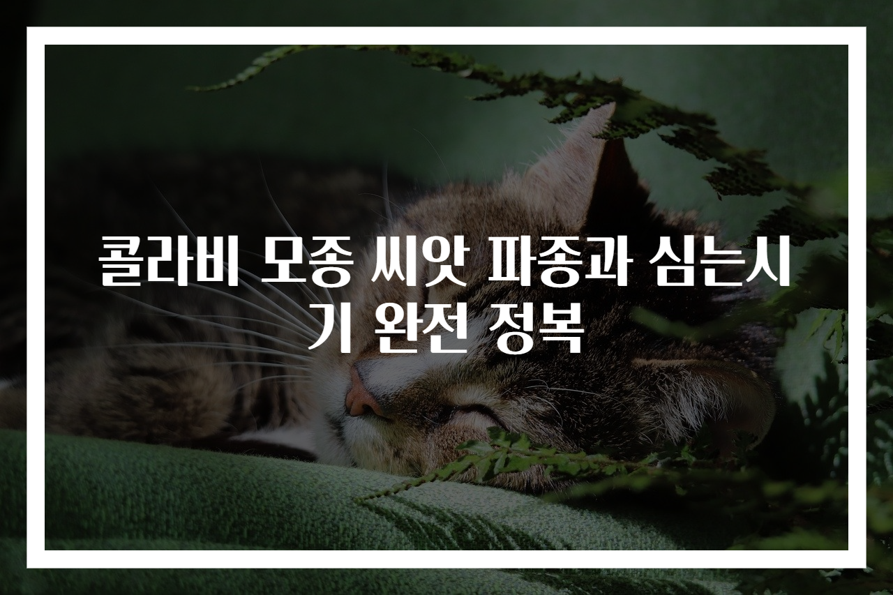 콜라비 모종 씨앗 파종과 심는시기 완전 정복