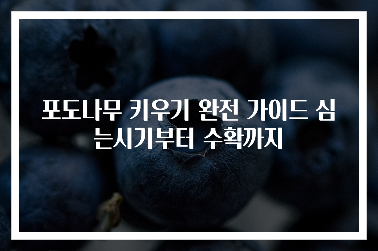 포도나무 키우기 완전 가이드 심는시기부터 수확까지