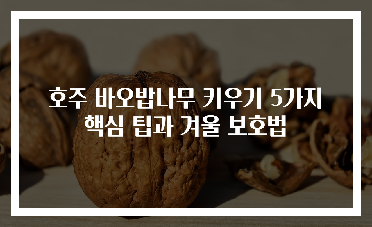 호주 바오밥나무 키우기 5가지 핵심 팁과 겨울 보호법