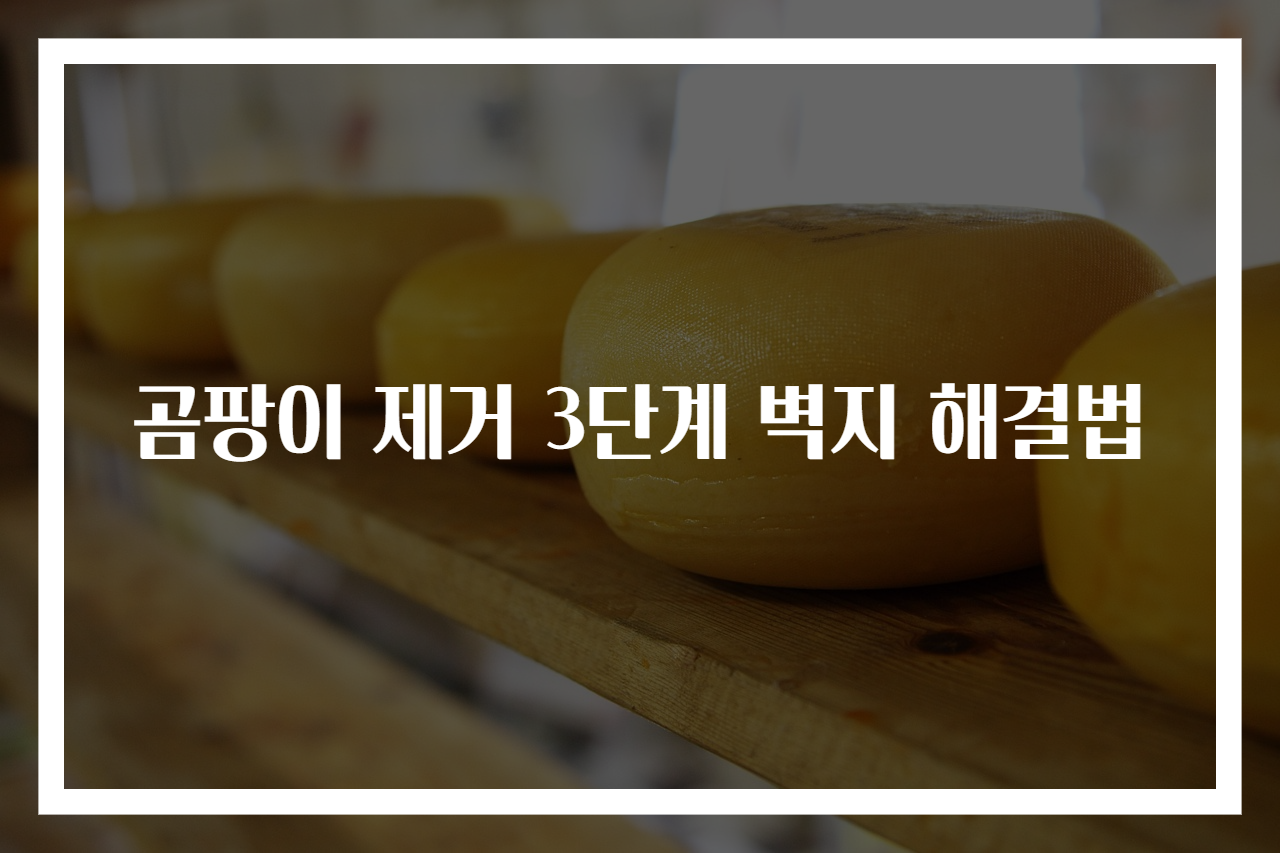 곰팡이 제거 3단계 벽지 해결법