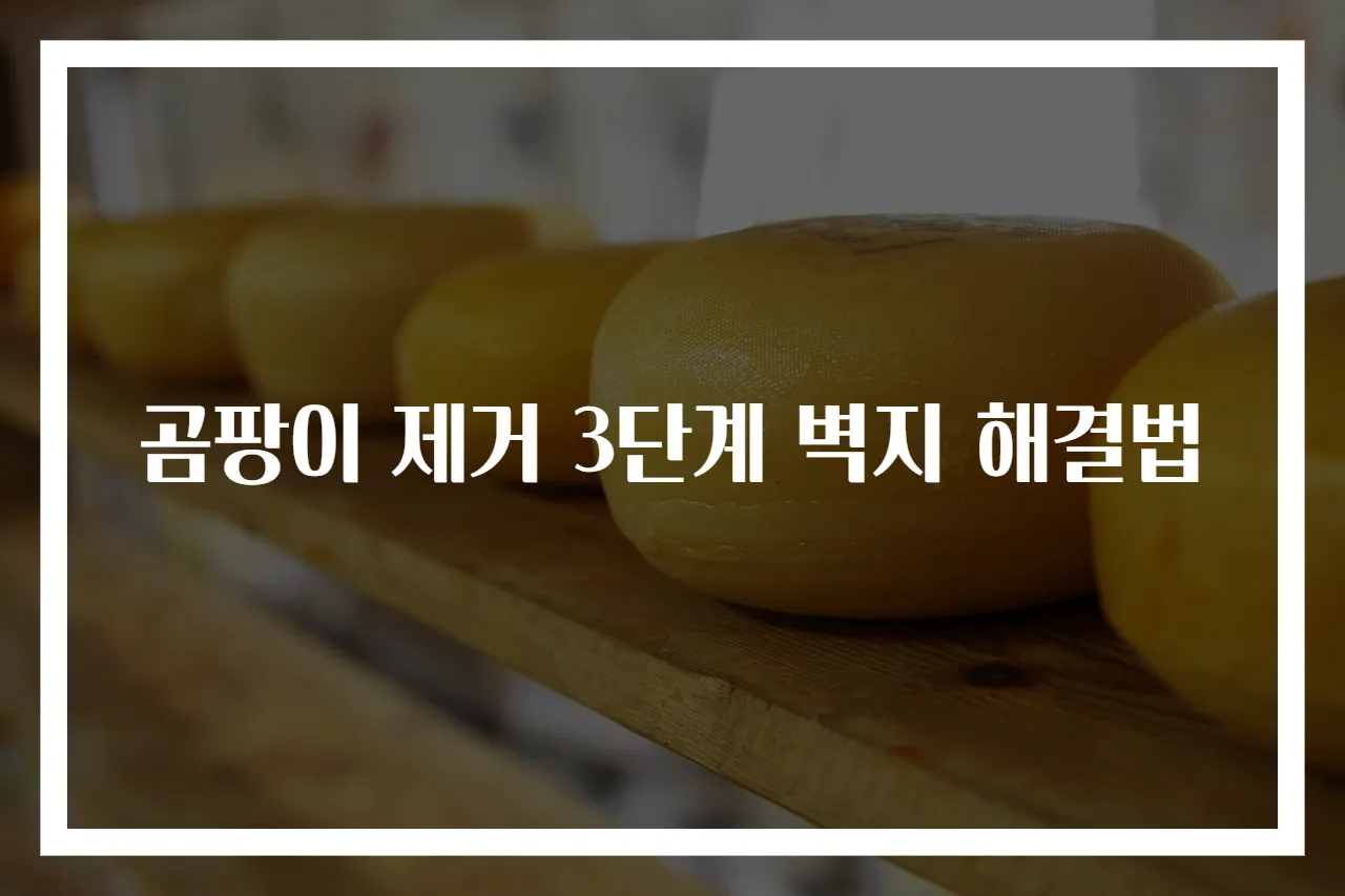 곰팡이 제거 3단계 벽지 해결법