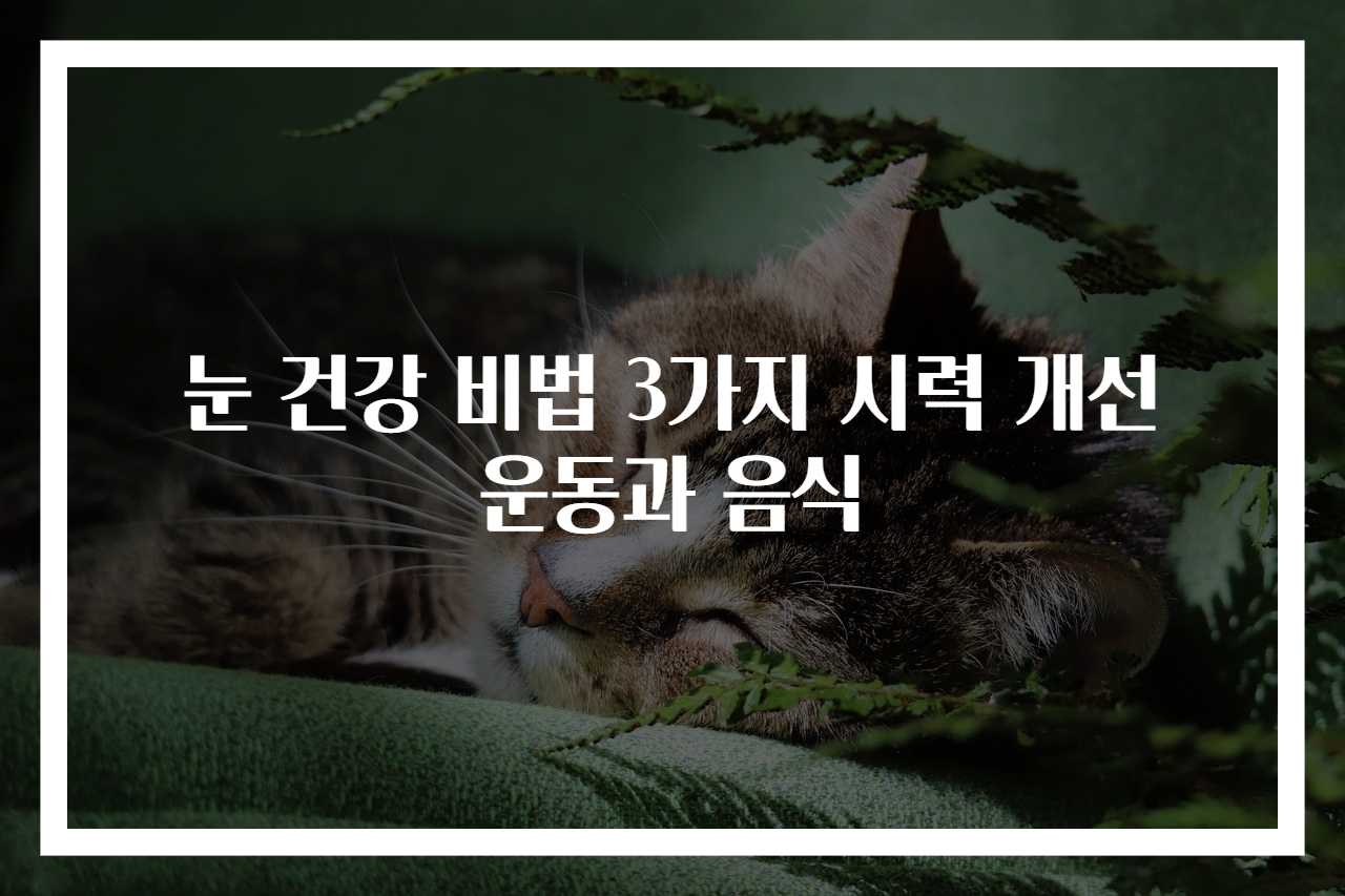 눈 건강 비법 3가지 시력 개선 운동과 음식